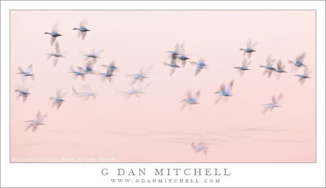 Geese in Motion