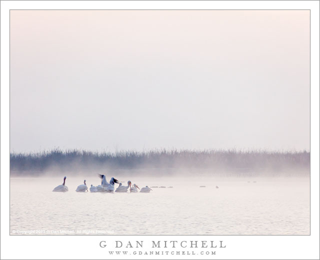 White Pelicans, Fog