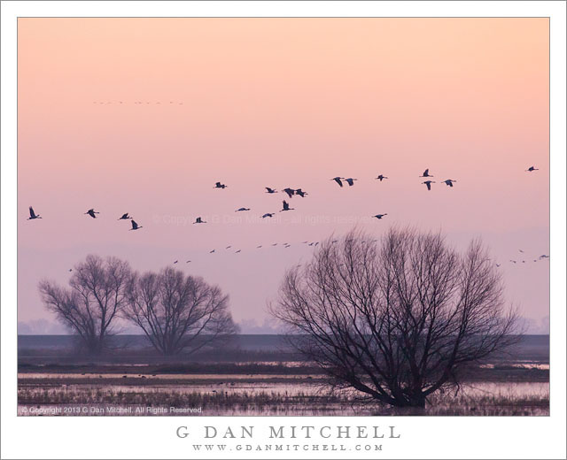 The Cranes Return, Evening