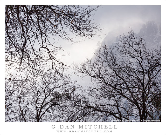Winter Oaks, Morning Mist