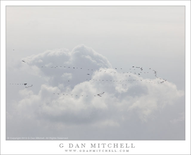 Migration