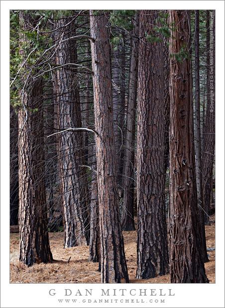 Quiet Forest, Reflected Meadow Light