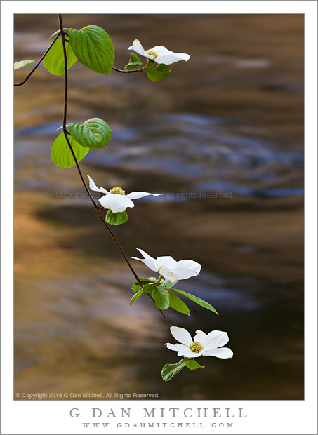Dogwood Branch, Whirlpool