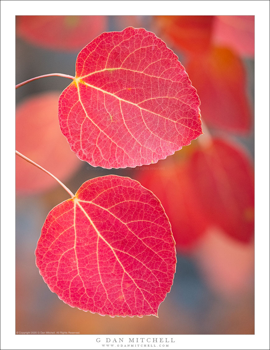 Two Red Leaves