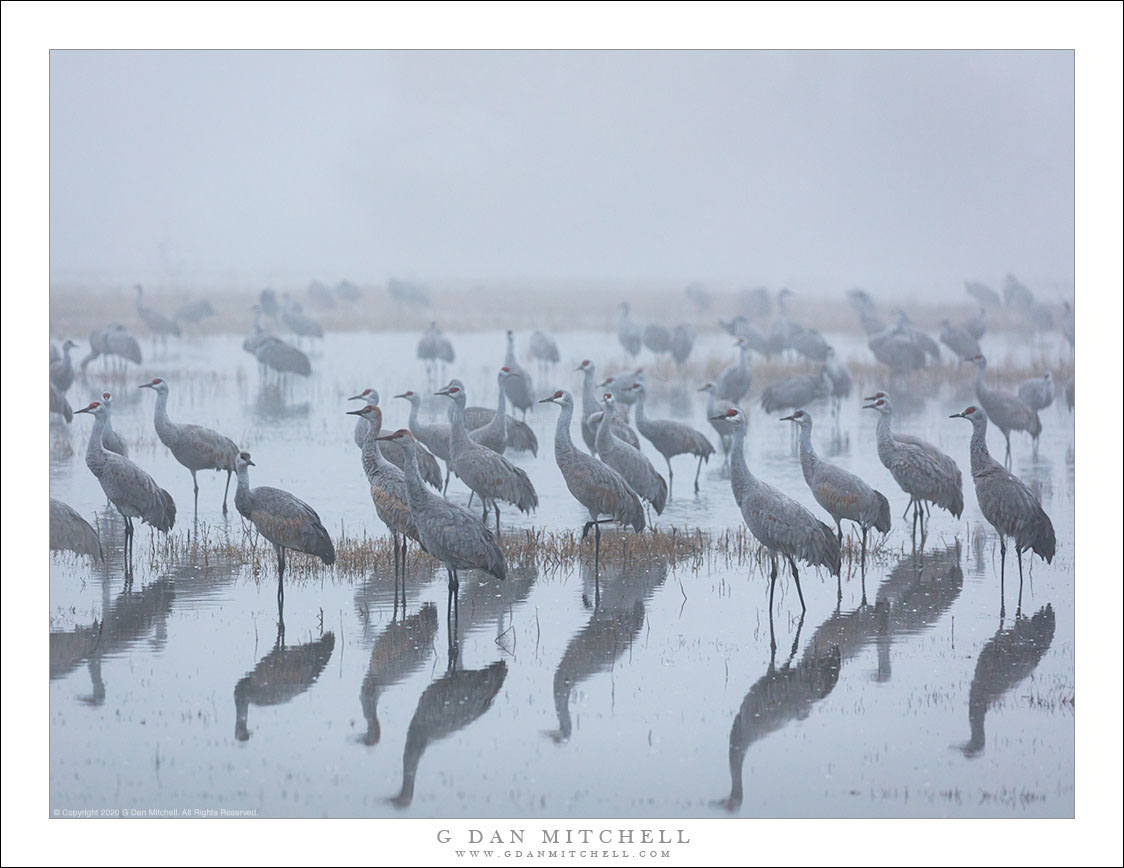 Flock of Cranes, Tule Fog