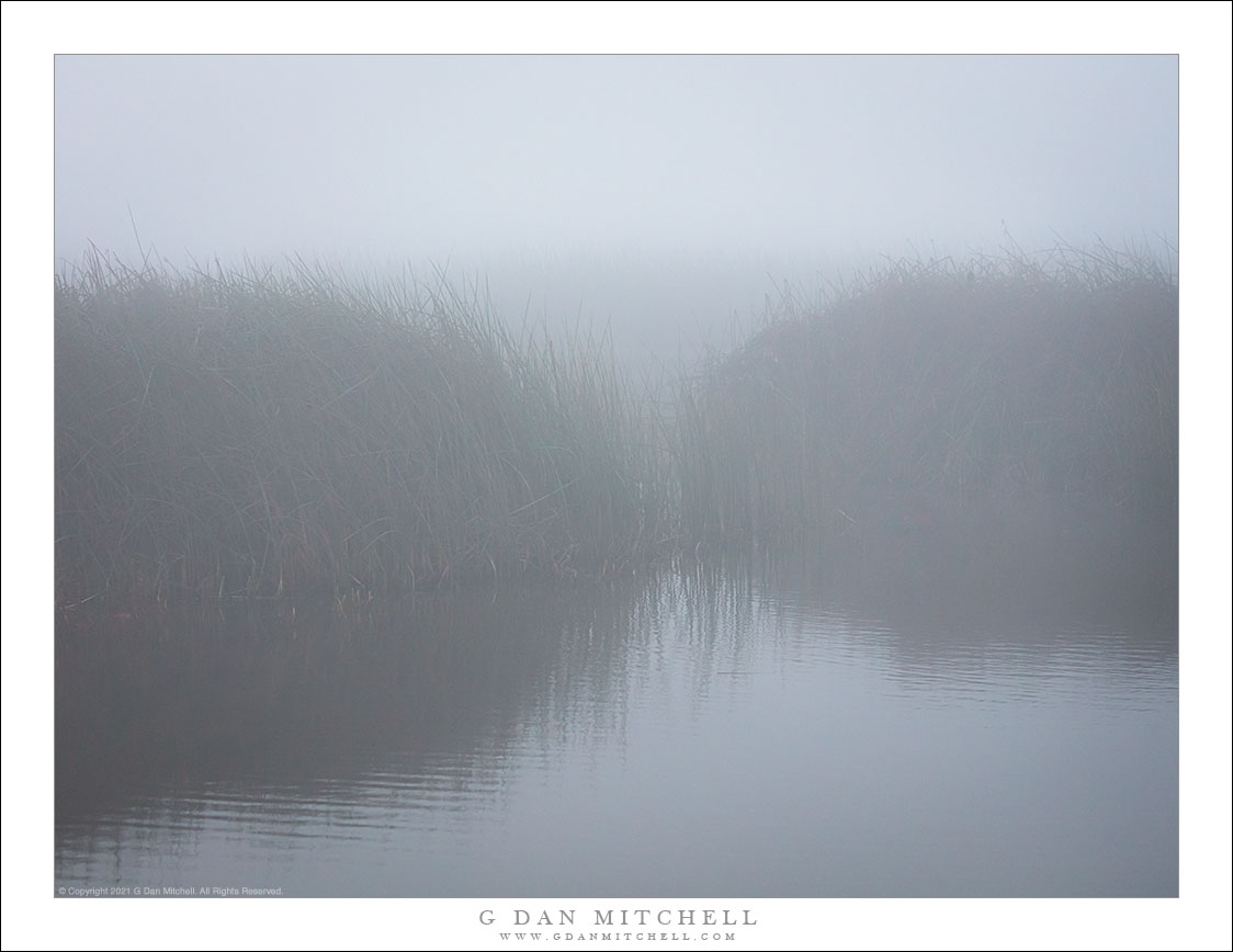 Fog and Reeds