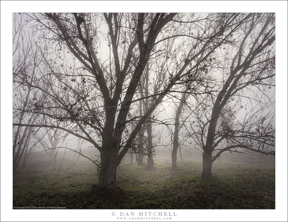 Winter Trees, Fog