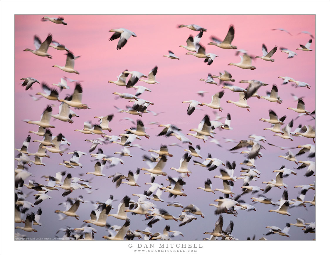 Geese in Flight, Winter Sky