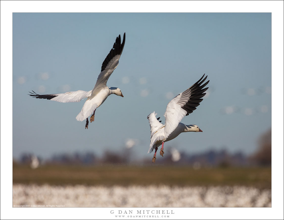 Two Geese in Flight