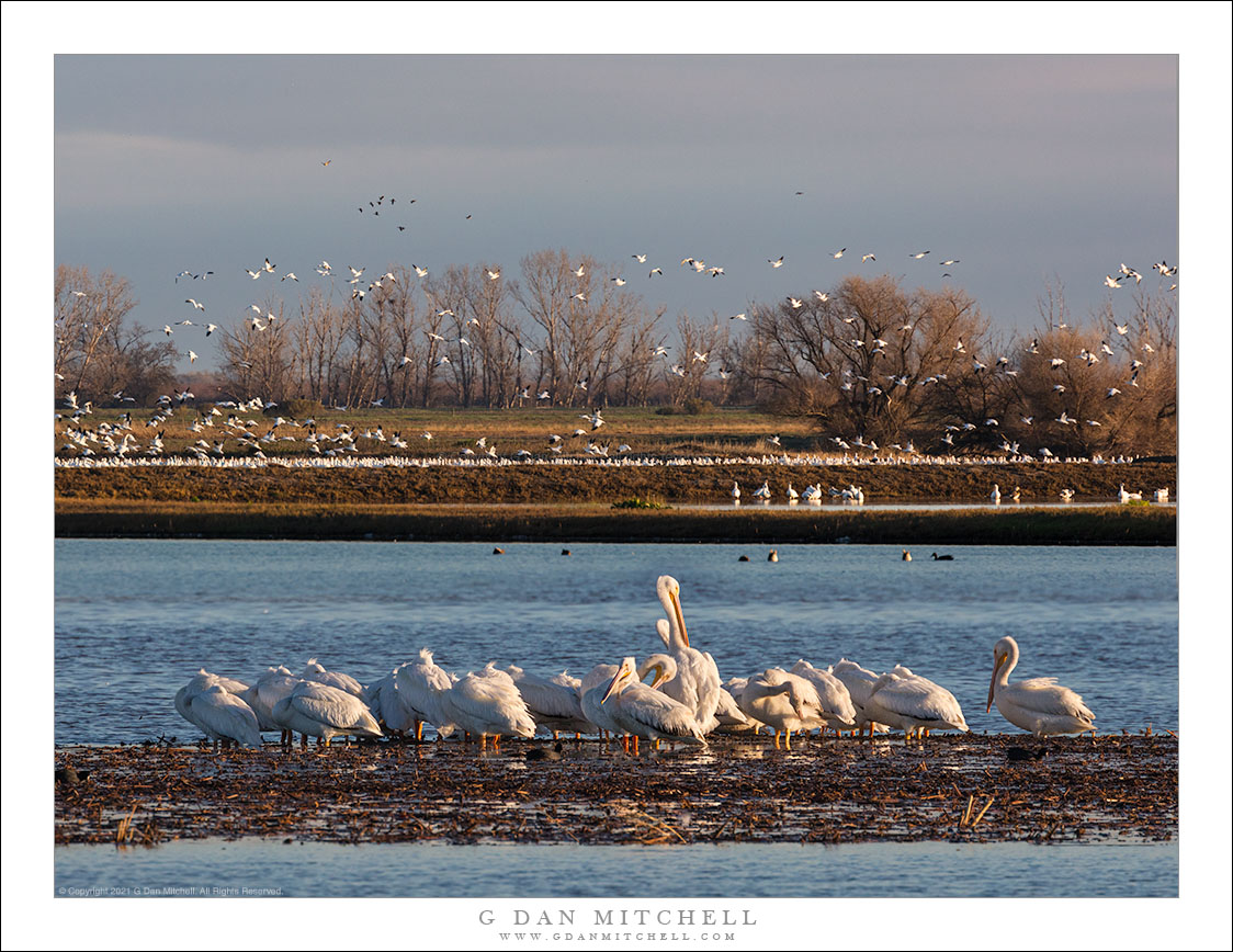White Pelicans and Geese