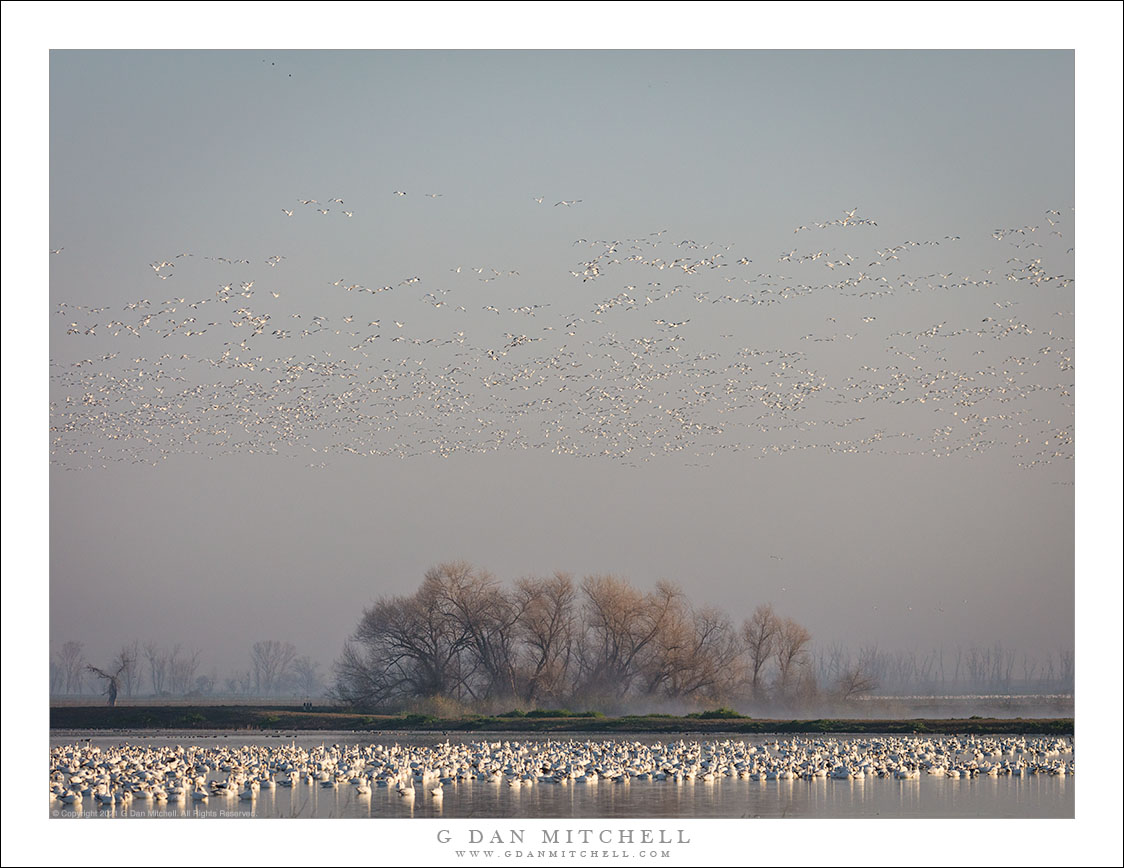 Winter Geese, Wetlands